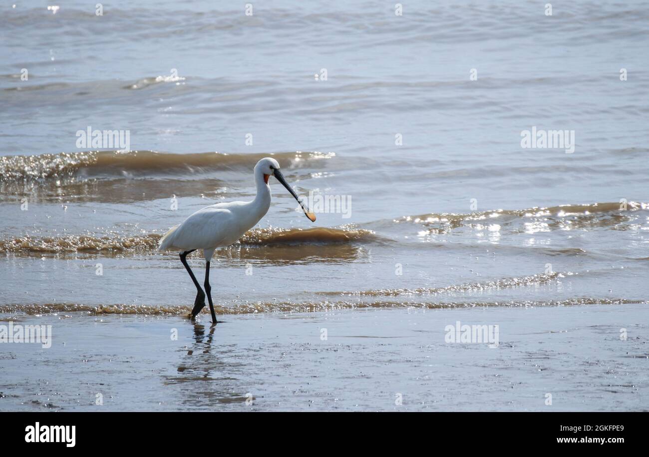 Le spoonbill eurasien ou le spoonbill commun (Platalea leucorodia) debout dans un étang Banque D'Images