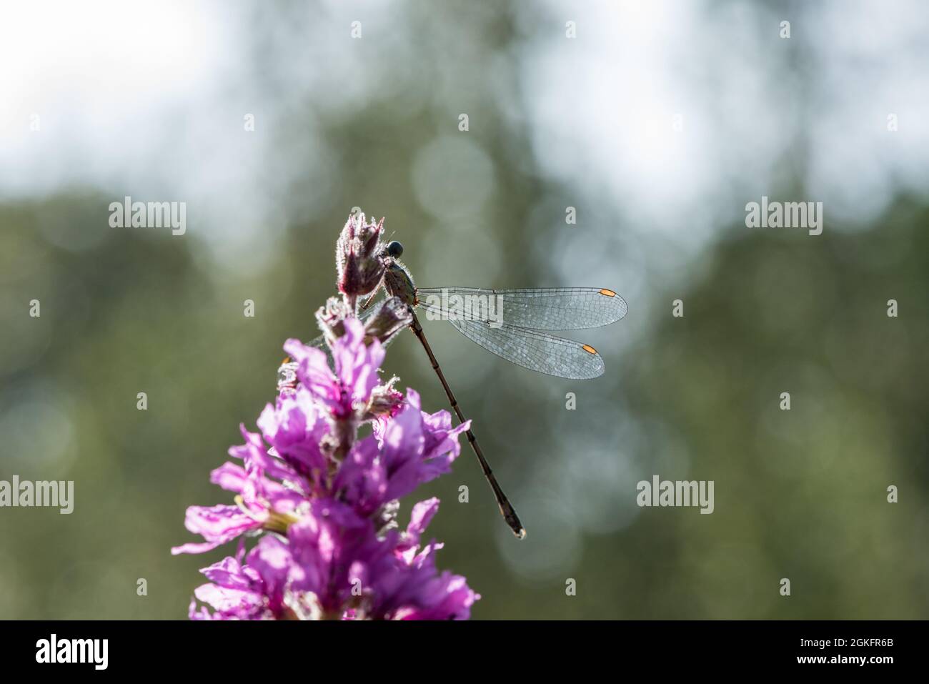 Saule perchée Damselfly (Chalcolestes viridis) Banque D'Images