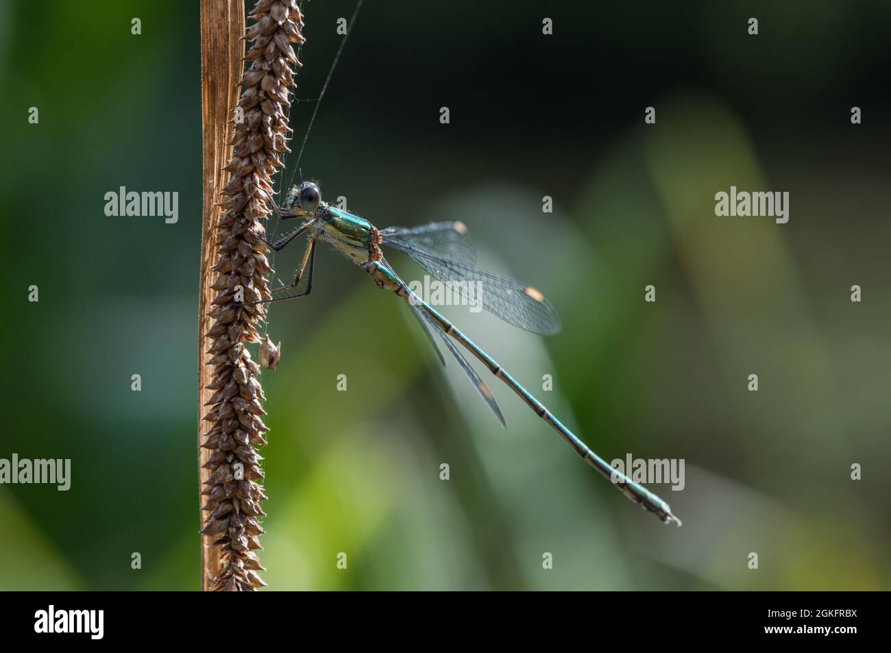 Saule perchée Damselfly (Chalcolestes viridis) Banque D'Images