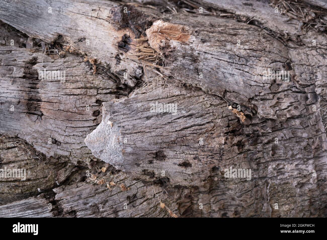 La surface épaisse de l'écorce de l'arbre montre la peau fissurée. Photo de haute qualité Banque D'Images