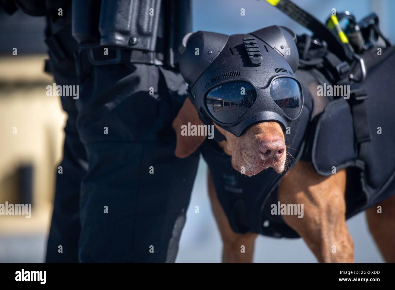 Le canin Feco de la Garde côtière et son maître-maître Petty Officer de 1re classe Cory Sumner, membres de l'équipe de sécurité et de sûreté maritimes de San Francisco, attendent une ligne de levage à partir d'un hélicoptère Dolphin MH-65 de la station aérienne de San Francisco lors de l'entraînement dans la baie de San Francisco, le 13 avril 2021. L'entraînement de levage permet au canin et à son manipulateur de travailler confortablement à l'intérieur et autour de l'avion. Banque D'Images