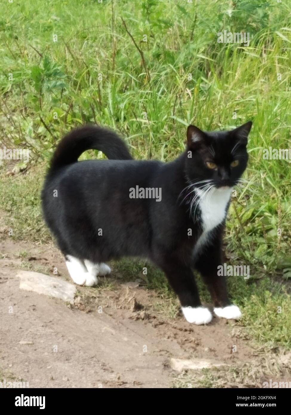 Un chat noir dans l'herbe un jour ensoleillé.Portrait d'un animal de compagnie Banque D'Images