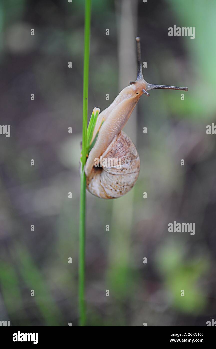 Escargot Helix pomatia monte par lame d'herbe avec un arrière-plan flou. L'escargot de Bourgogne a été surpris de regarder dans l'appareil photo. Photo verticale de la nature z Banque D'Images