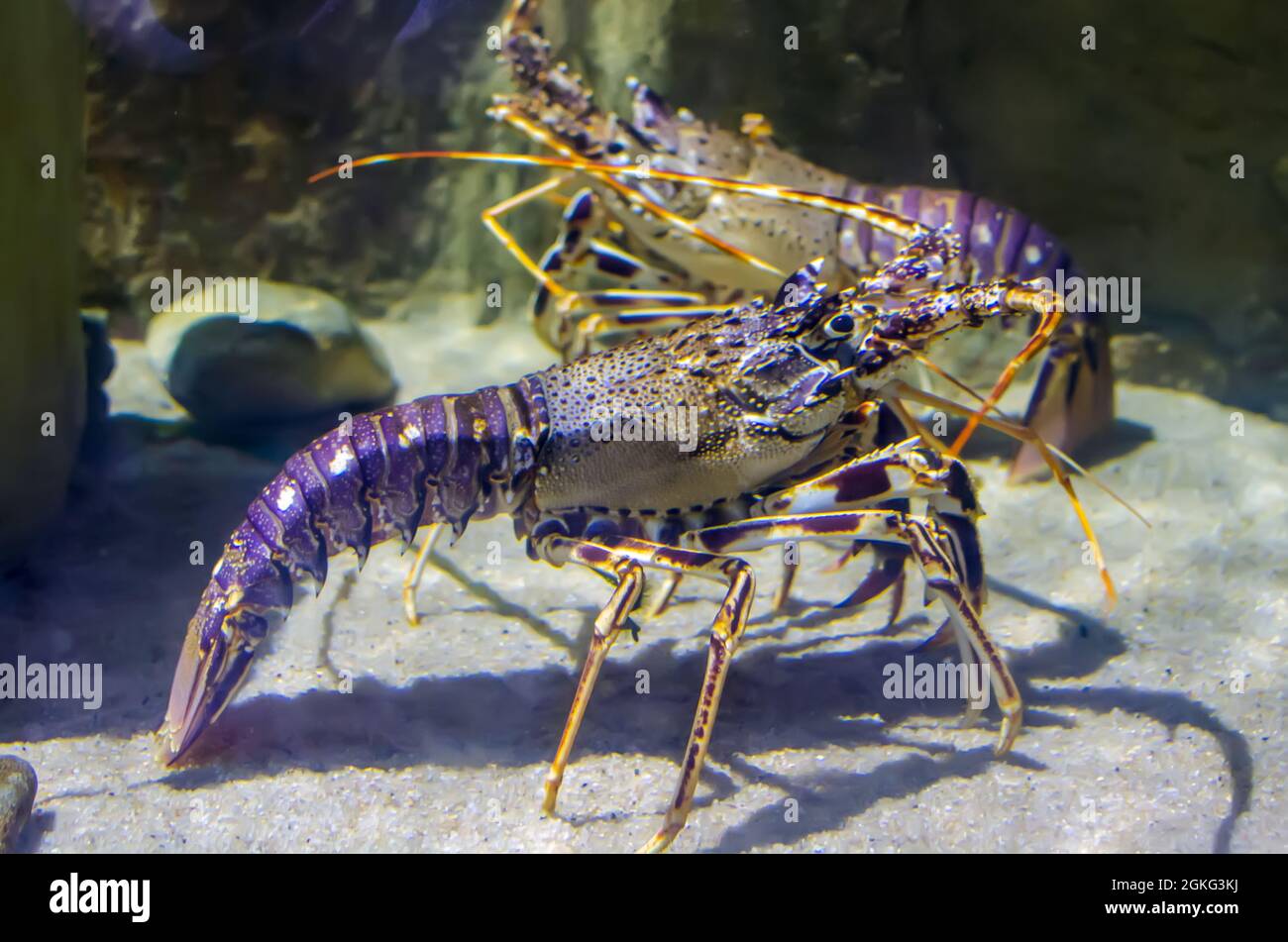 Homard épineux, écrevisse ou langouste, homard méditerranéen ou homard rouge (Palinurus elephas) sous l'eau. Banque D'Images