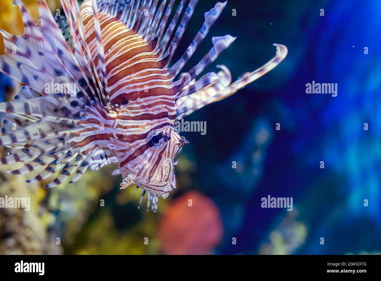 Lionfish rouge ou zèbre (Pterois volitans) sous l'eau devant un fond bleu. Is is est un poisson de récif de corail venimeux, vêtu de bandes blanches avec Banque D'Images