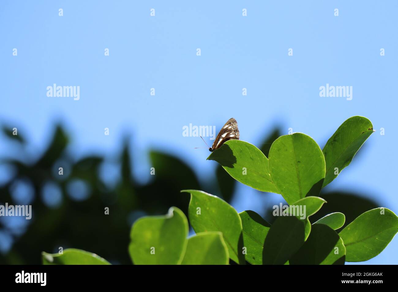 Un papillon sur une laisse verte avec fond bleu. Banque D'Images