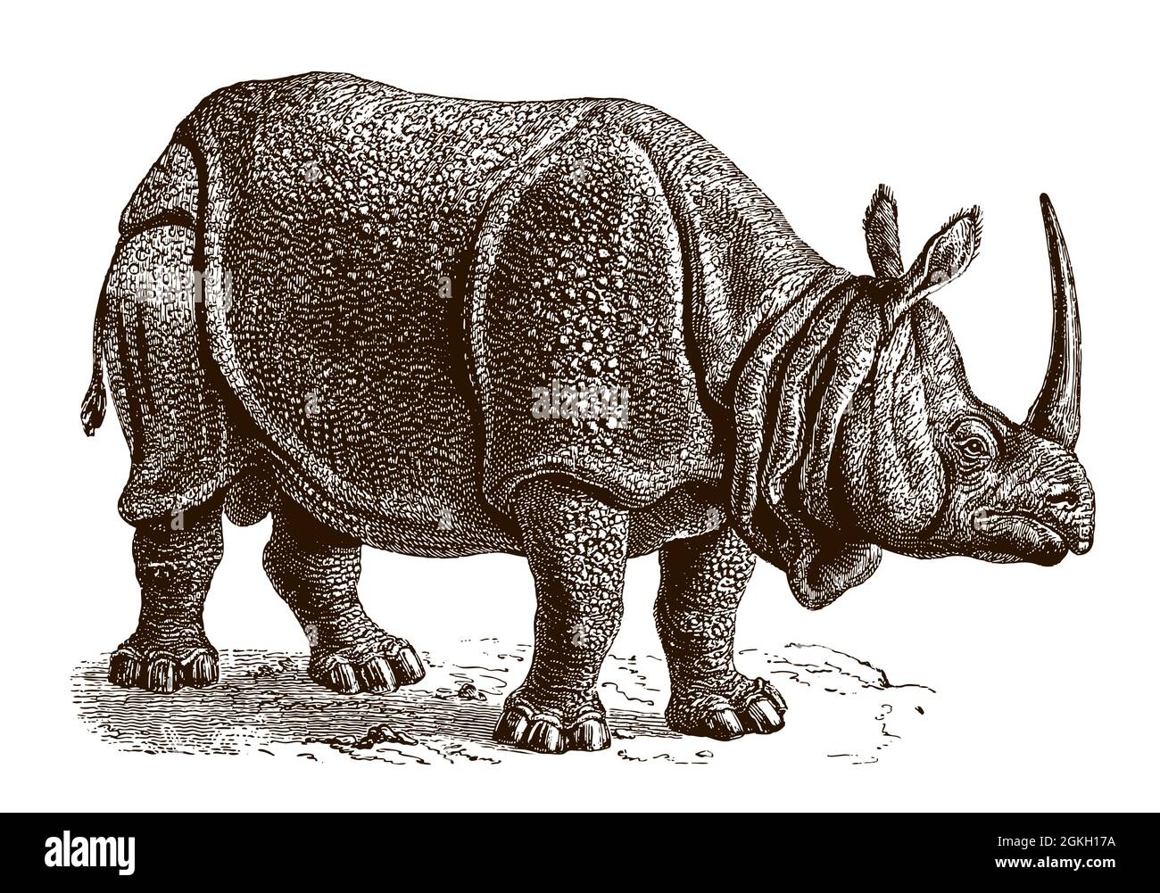 Menace de rhinocéros indiens unicornis en vue latérale, avec une longue corne. Illustration après gravure antique de 19 C. Illustration de Vecteur