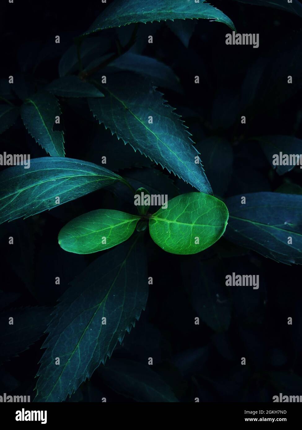 De nouvelles feuilles de végétation luxuriante dans une zone sombre et ombragée d'une forêt tropicale avec espace de copie Banque D'Images