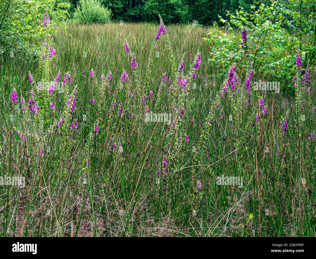 Foxgloves fleurit sauvage dans un pré vert Banque D'Images