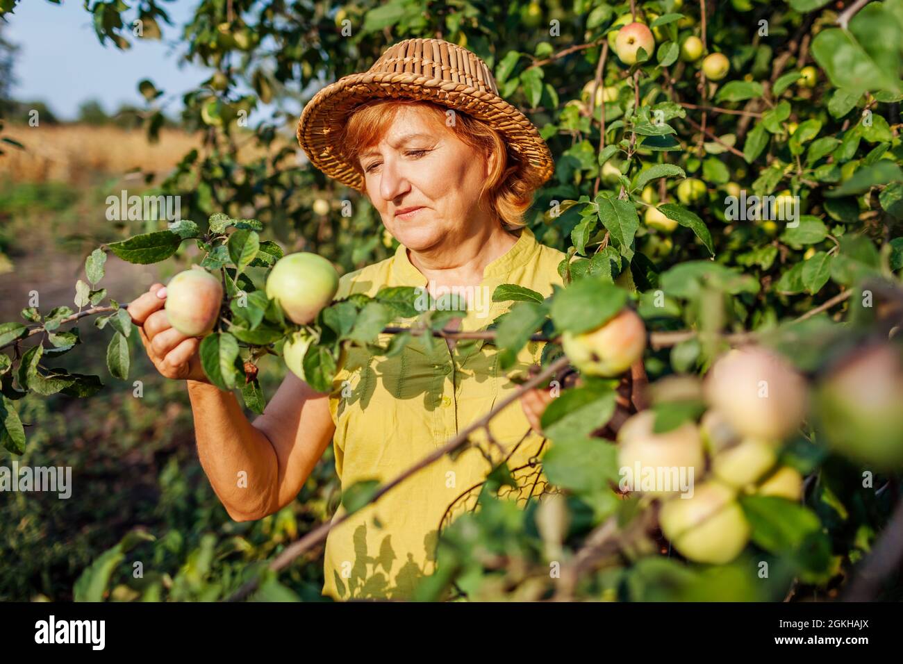 Femme âgée cueillant des pommes biologiques mûres dans le verger d'été. Agriculteur vérifiant les fruits accrochés à la branche. Jardinage et agriculture Banque D'Images