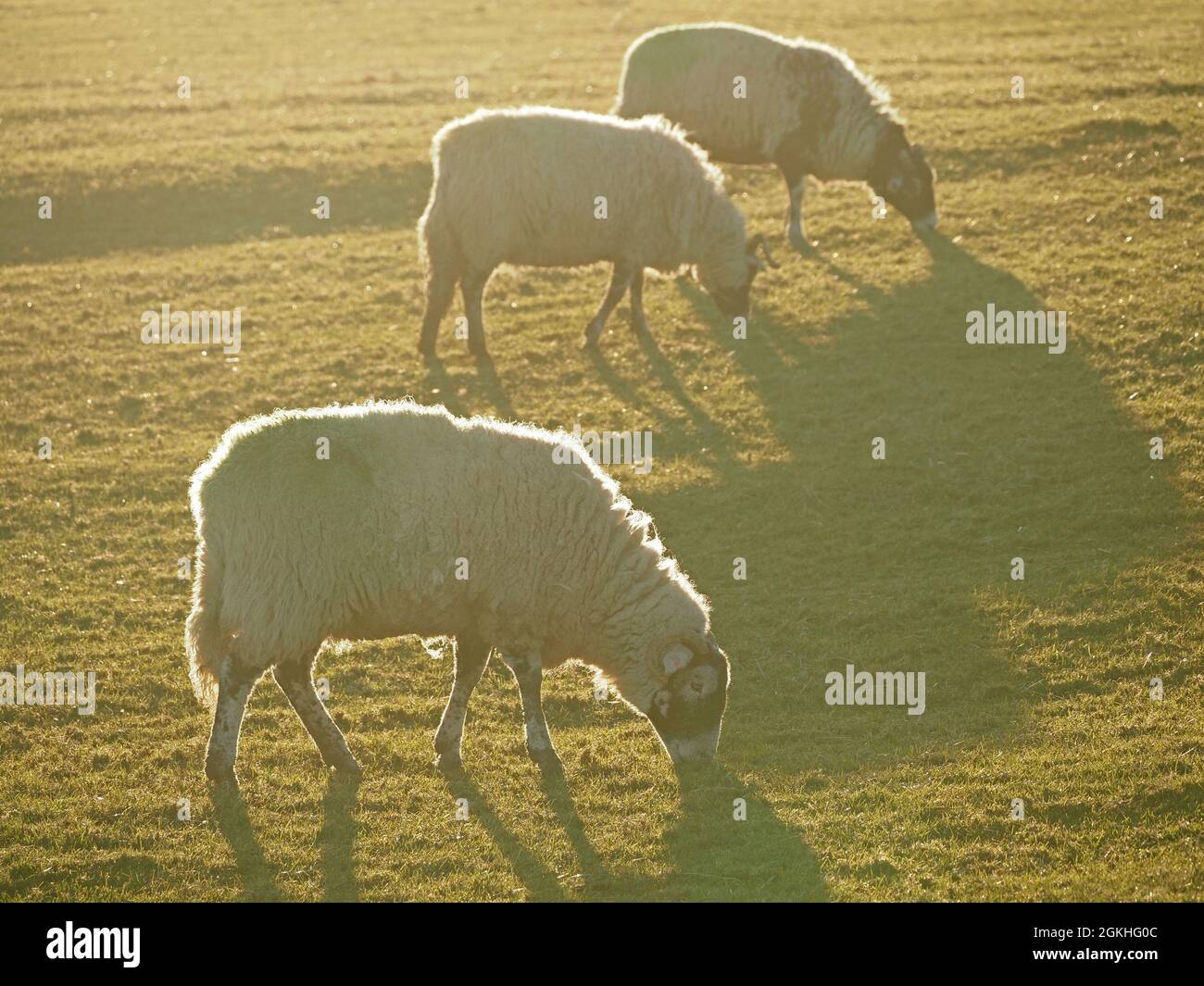 Trois moutons de colline à fond noir rétro-éclairé de 3 paître avec de longues ombres sur un pré ensoleillé dans une lueur dorée - Cumbria, Angleterre, Royaume-Uni Banque D'Images