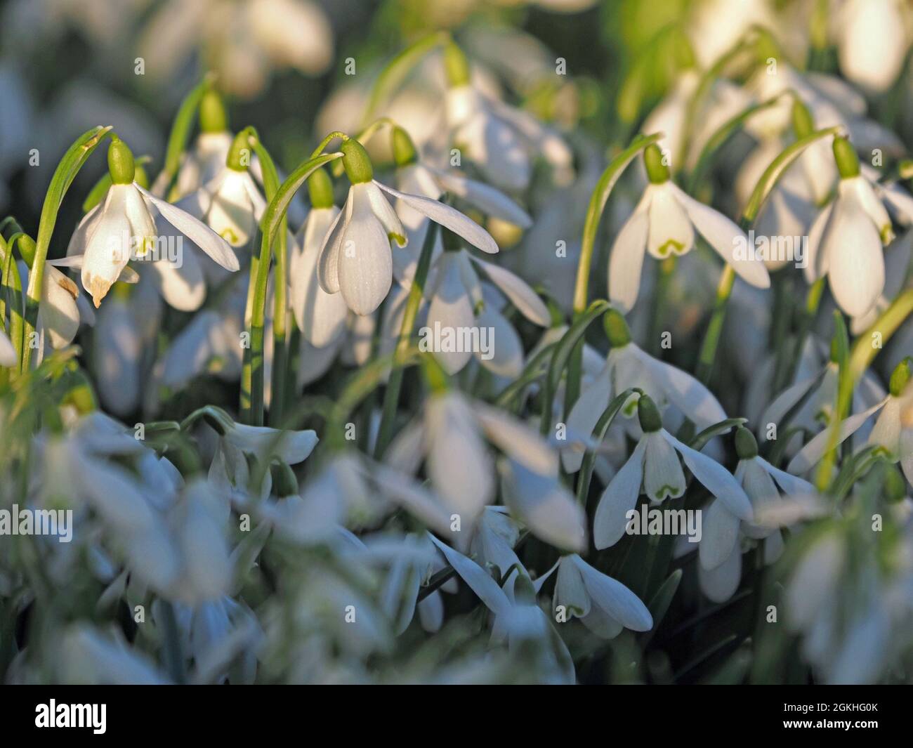 Plusieurs Snowdrops blancs à pois verts (Galanthus nivalis) dans Bright Spring Sunshine Cumbria, Angleterre, Royaume-Uni Banque D'Images
