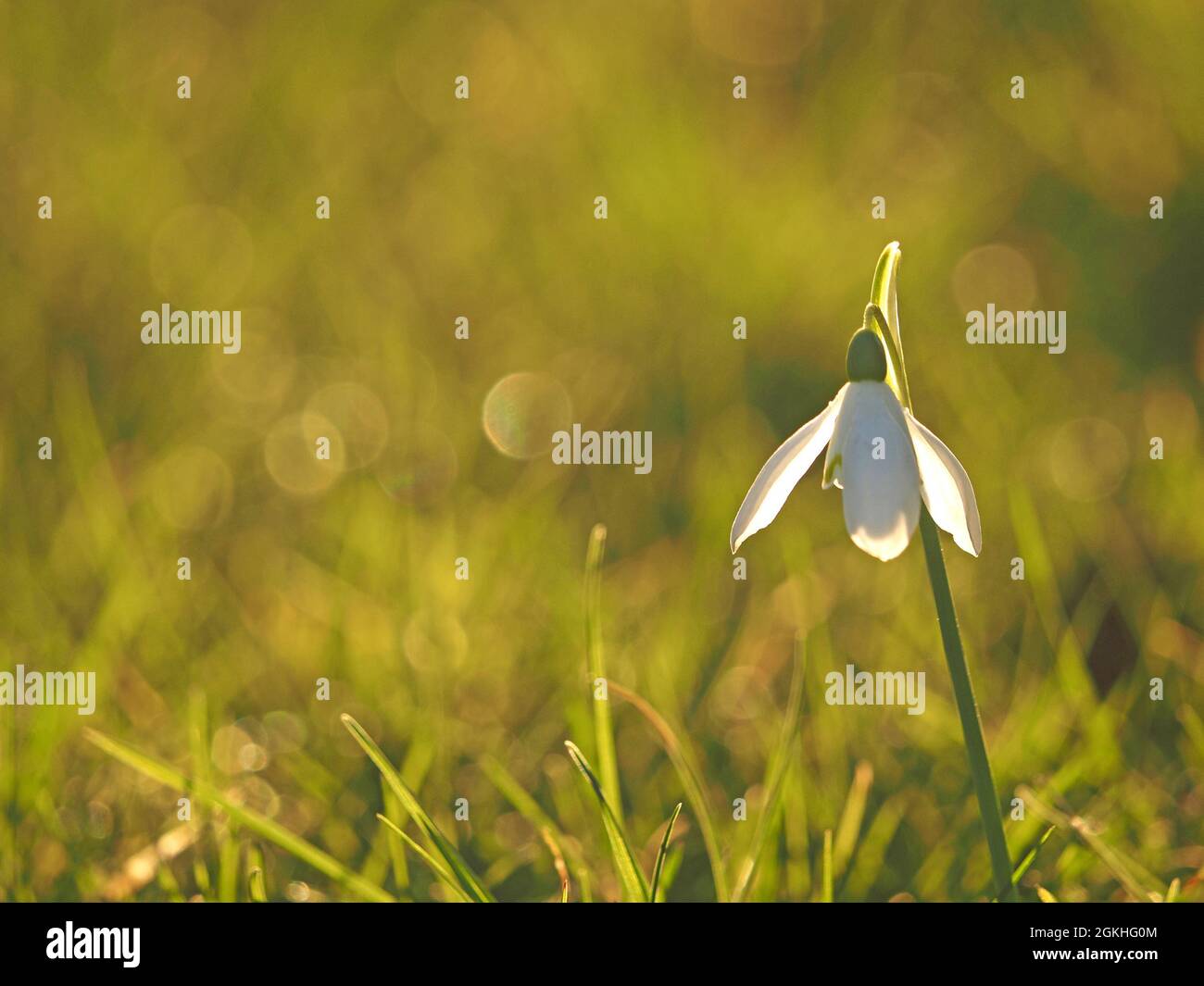 Snowdrop rétroéclairé unique (Galanthus nivalis) dans la lueur du soleil de printemps brillant à Cumbria, Angleterre, Royaume-Uni Banque D'Images
