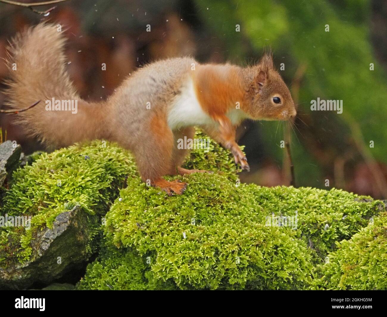 Jeune écureuil rouge (Sciurus vulgaris) embêtés d'eau sur le dessus du mur de pierre recouvert de mousse dans la douche à la pluie à Cumbria, Angleterre, Royaume-Uni Banque D'Images