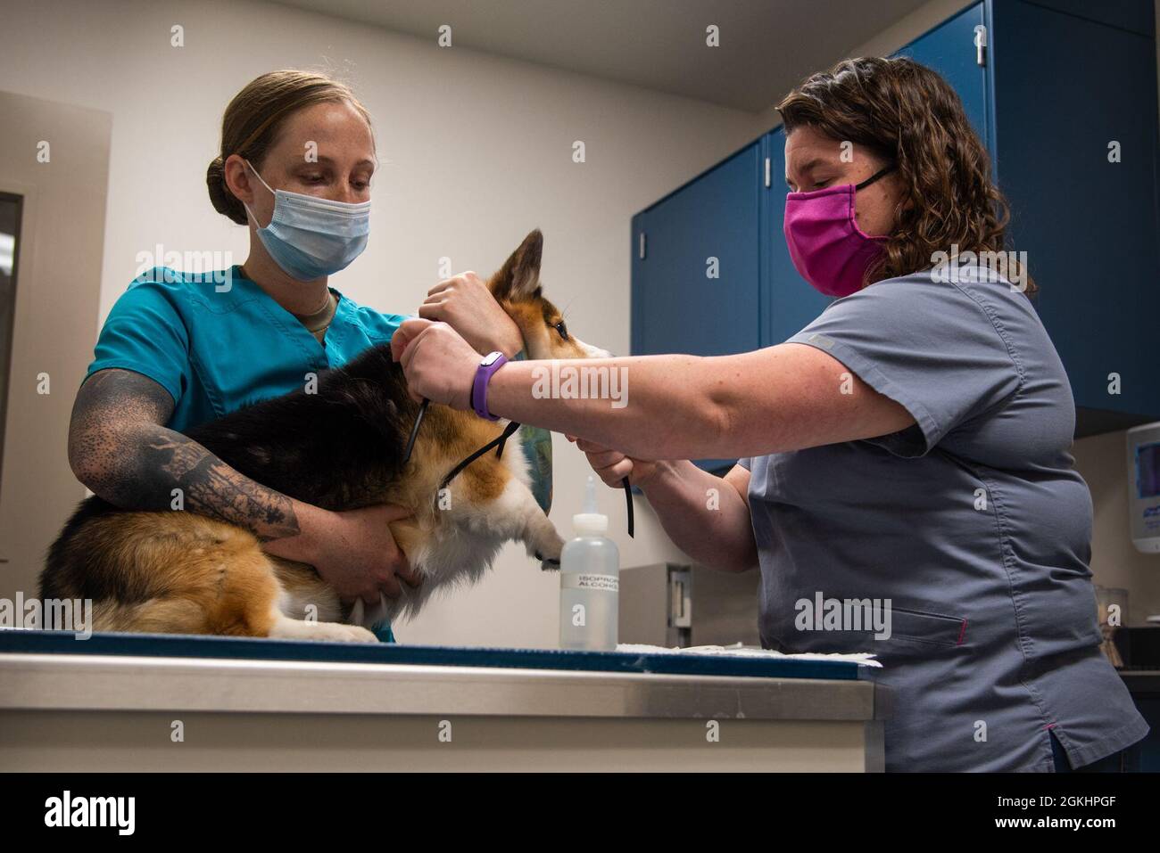 Le Dr Erin Hiskett, vétérinaire des Services vétérinaires de la base aérienne de McConnell, applique un tourniquet à Topanga pour prélever du sang pendant que SGT. Oliver Alli restrains le 26 avril 2021, à l'AFB McConnell. Topanga a prélevé son sang pour effectuer un test de neutralisation du virus d'anticorps fluorescent qui mesure la réponse du système immunitaire d'un animal au vaccin contre la rage. Banque D'Images