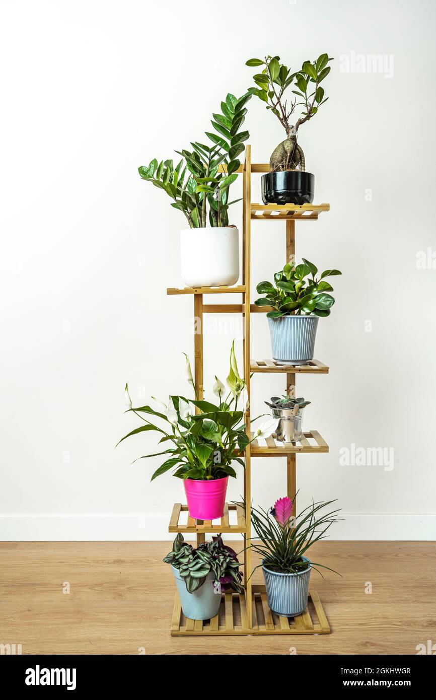 Support en bois de bambou pour plantes d'intérieur. Zamioculca, Ficus ginseng, Peperomia obtusifolia, Spatifillo et plus encore Banque D'Images