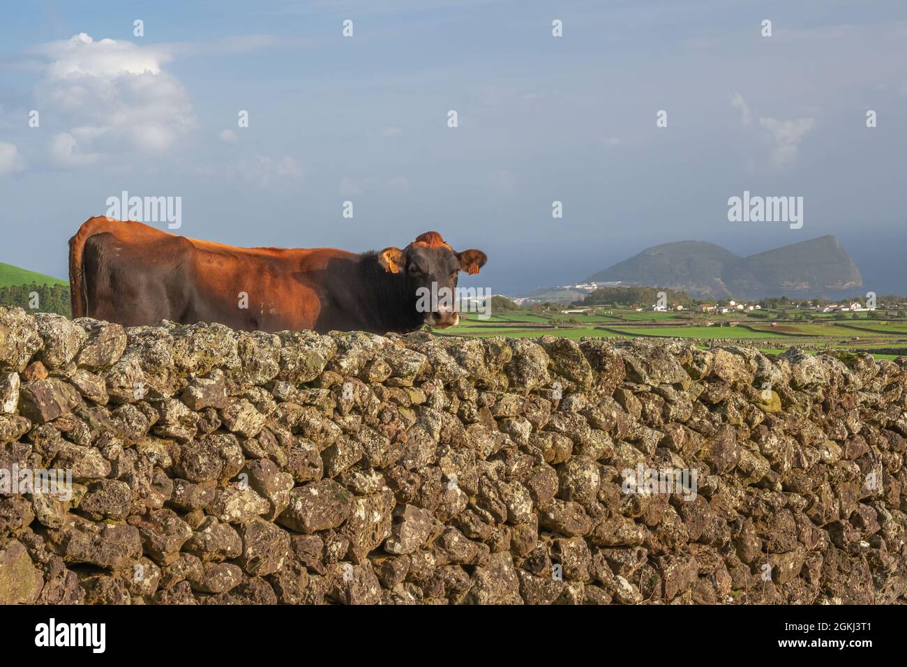 Vache rougeâtre-brune regardant sur un mur de pierre sur Terceira, Açores, avec des champs verts et la mer avec des îles au loin Banque D'Images