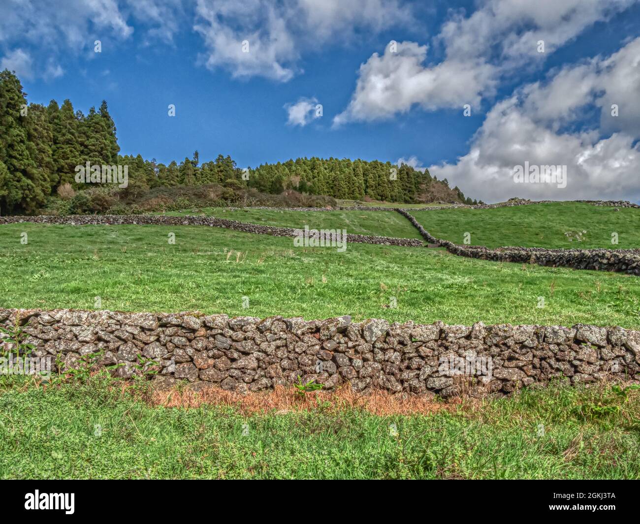 Champs à flanc de coteau avec clôtures en pierre menant à une forêt le jour ensoleillé à Terceira, Açores, Portugal Banque D'Images