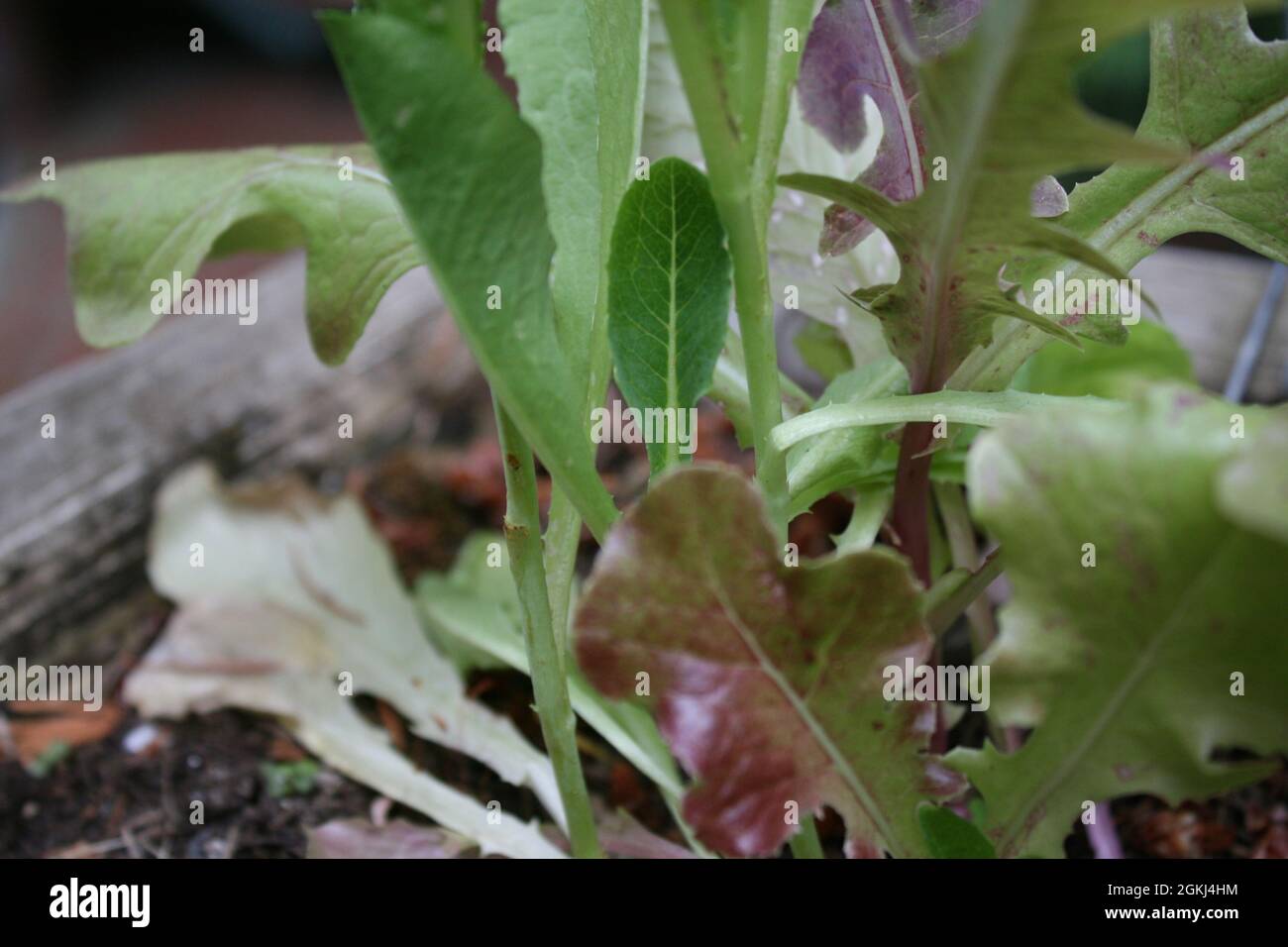 culture des lettres Banque D'Images