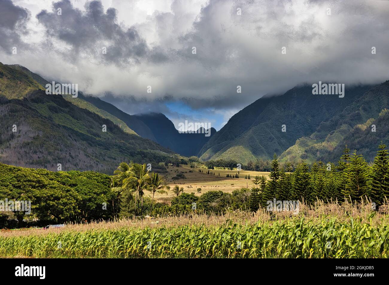 Vallée fertile et montagnes sur l'île de maui. Banque D'Images