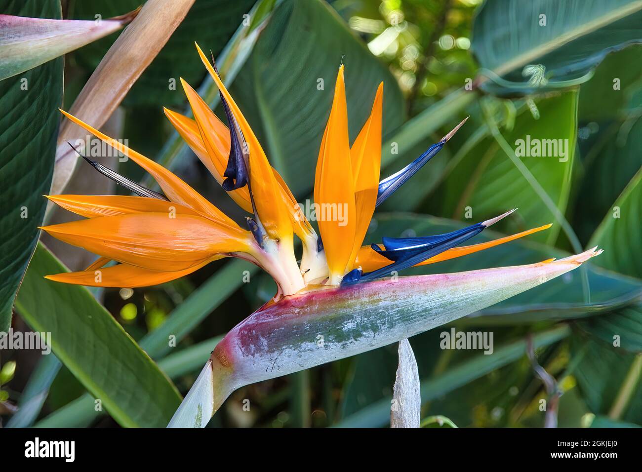 Gros plan extrême d'un oiseau orange vif de la fleur de paradis sur Maui. Banque D'Images