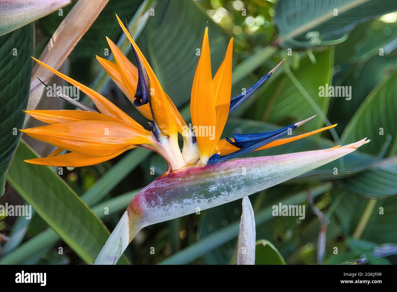 Gros plan extrême d'un oiseau orange vif de la fleur de paradis sur Maui. Banque D'Images