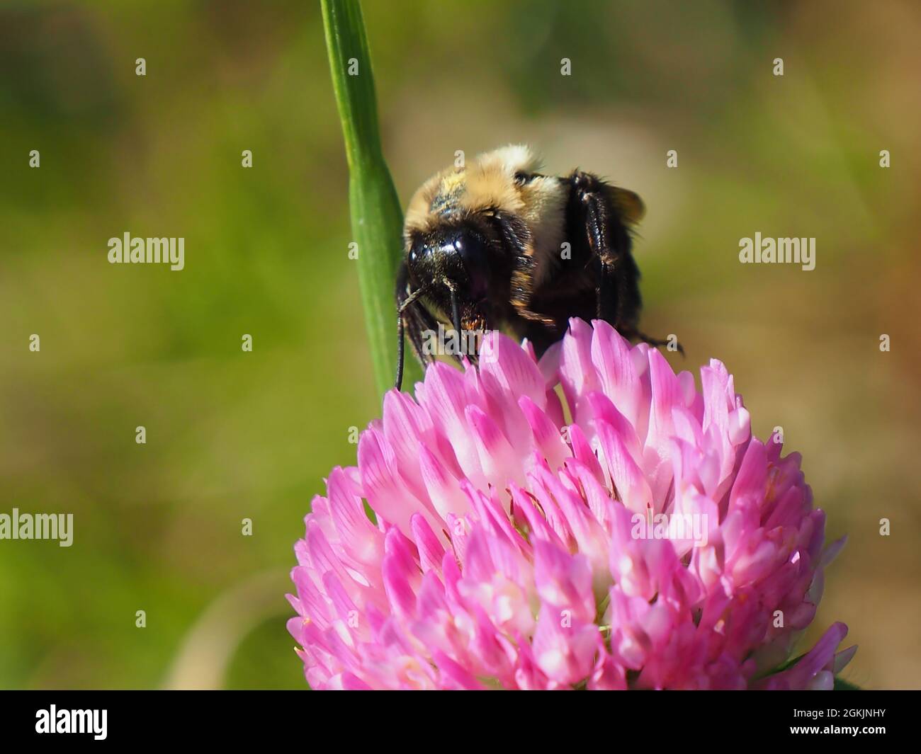 APPAREIL PHOTO NUMÉRIQUE OLYMPUS - gros plan d'une abeille collectant le nectar de la fleur rose sur une plante de trèfle poussant dans un pré. Banque D'Images