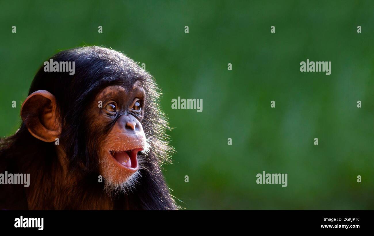 Gros plan d'un mignon petit chimpanzé avec un grand sourire heureux Banque D'Images