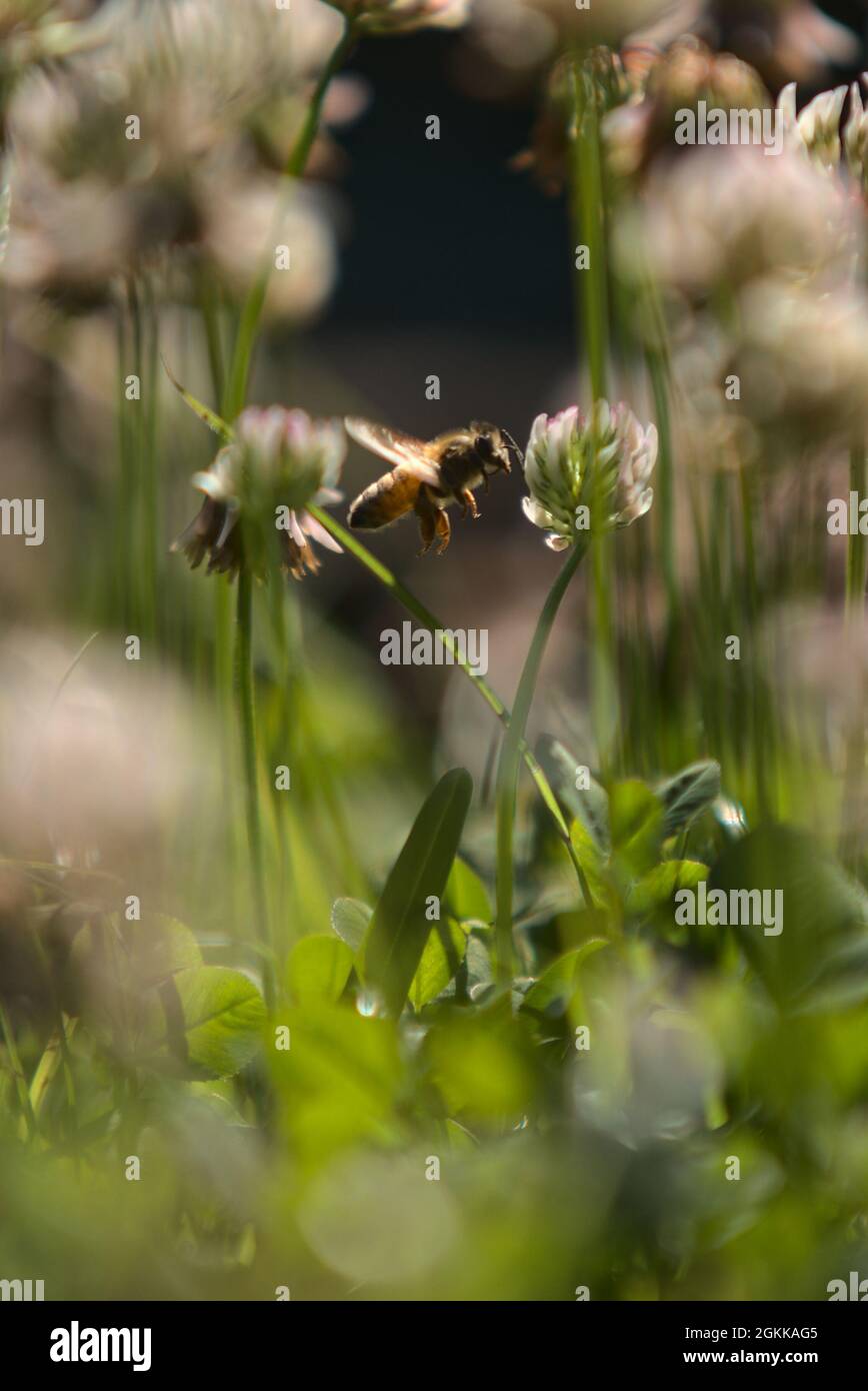 Abeilles sur les fleurs de trèfle Banque D'Images