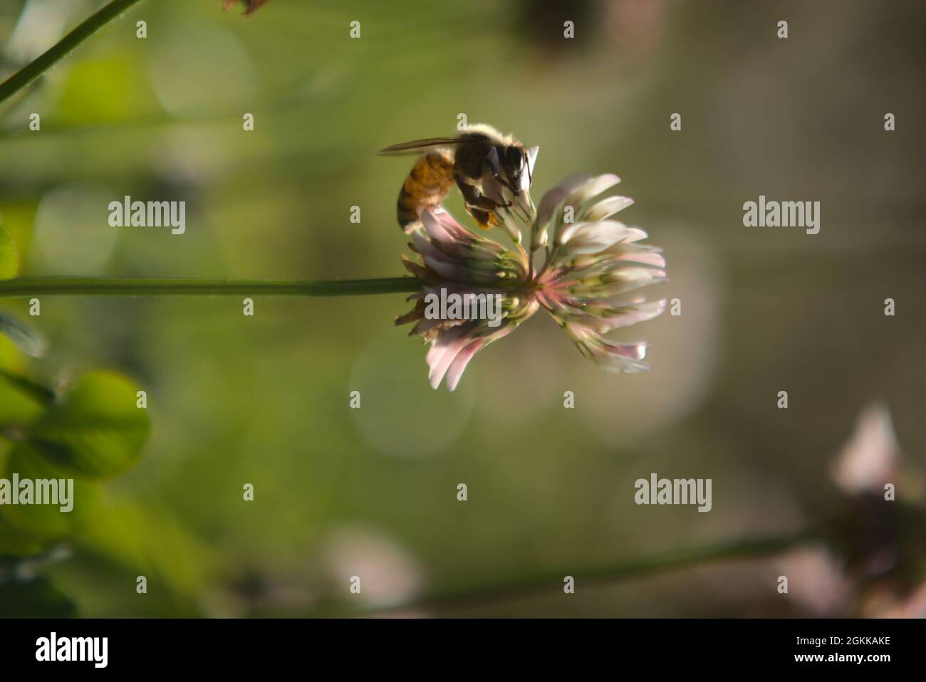 Abeilles sur les fleurs de trèfle Banque D'Images