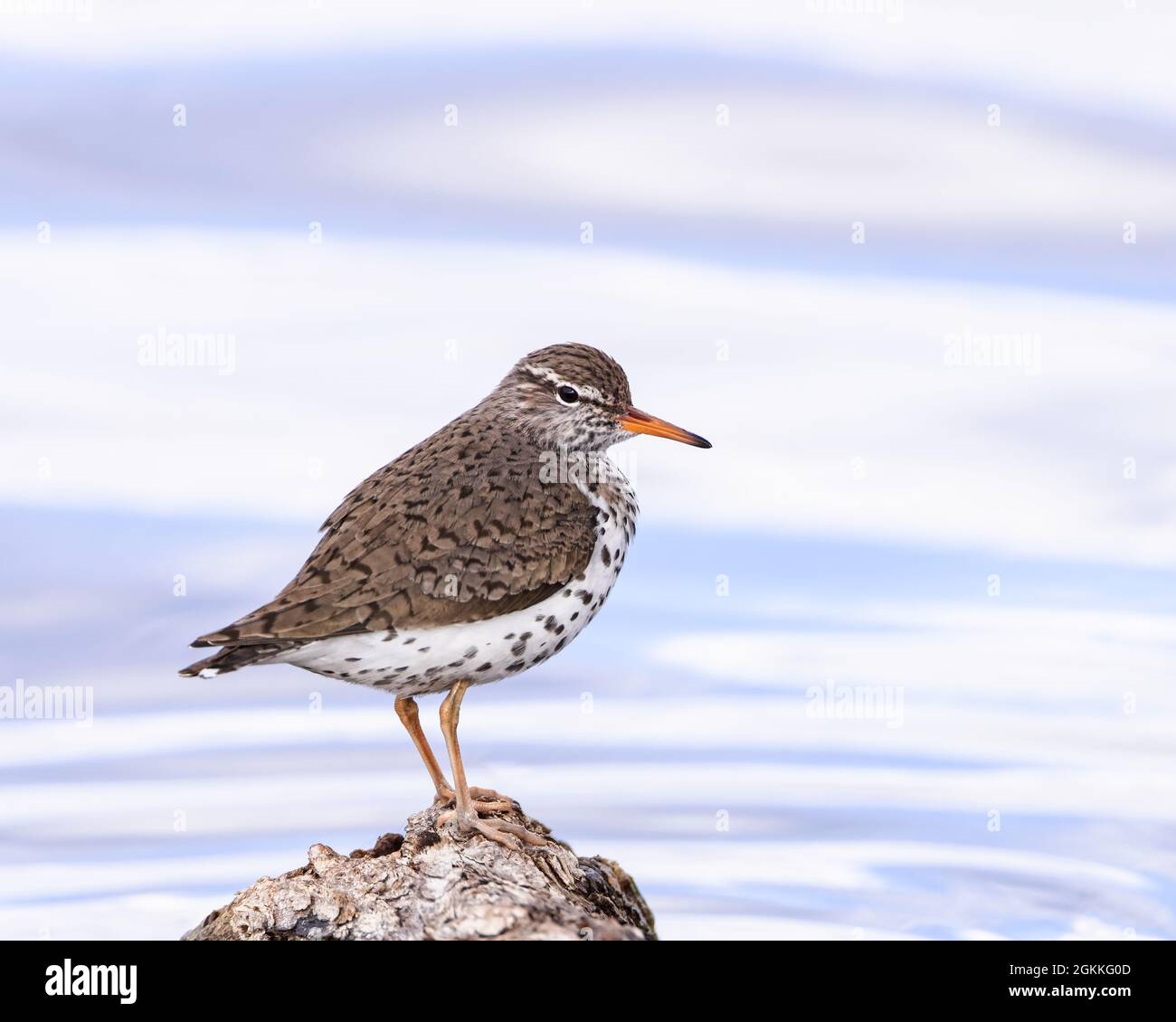 Un piper de sable tacheté représente un moment dans une zone humide du Wyoming. Banque D'Images