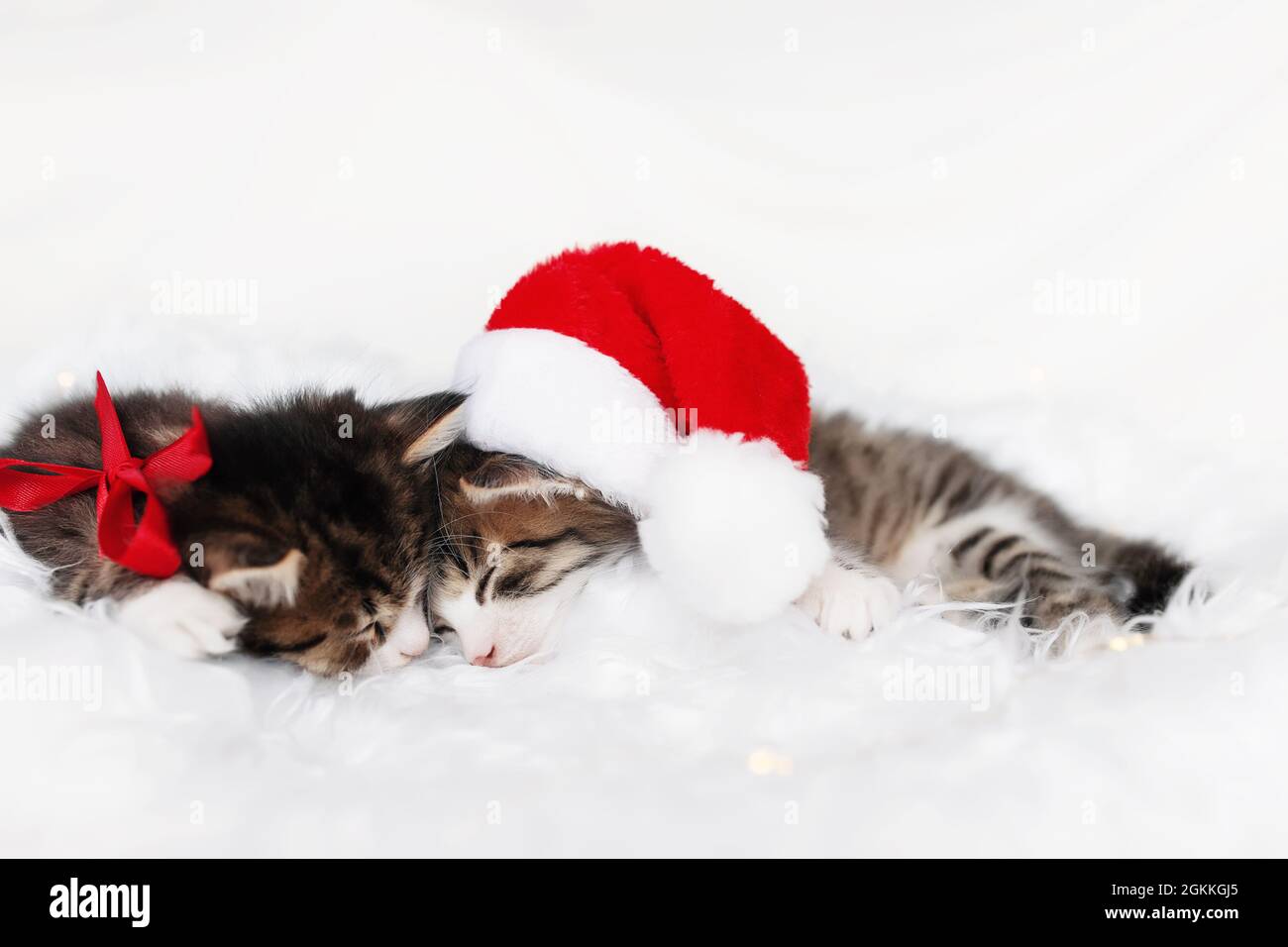Deux chatons de Noël en chapeau de père Noël rouge et nœud dorment avec les yeux fermés Banque D'Images