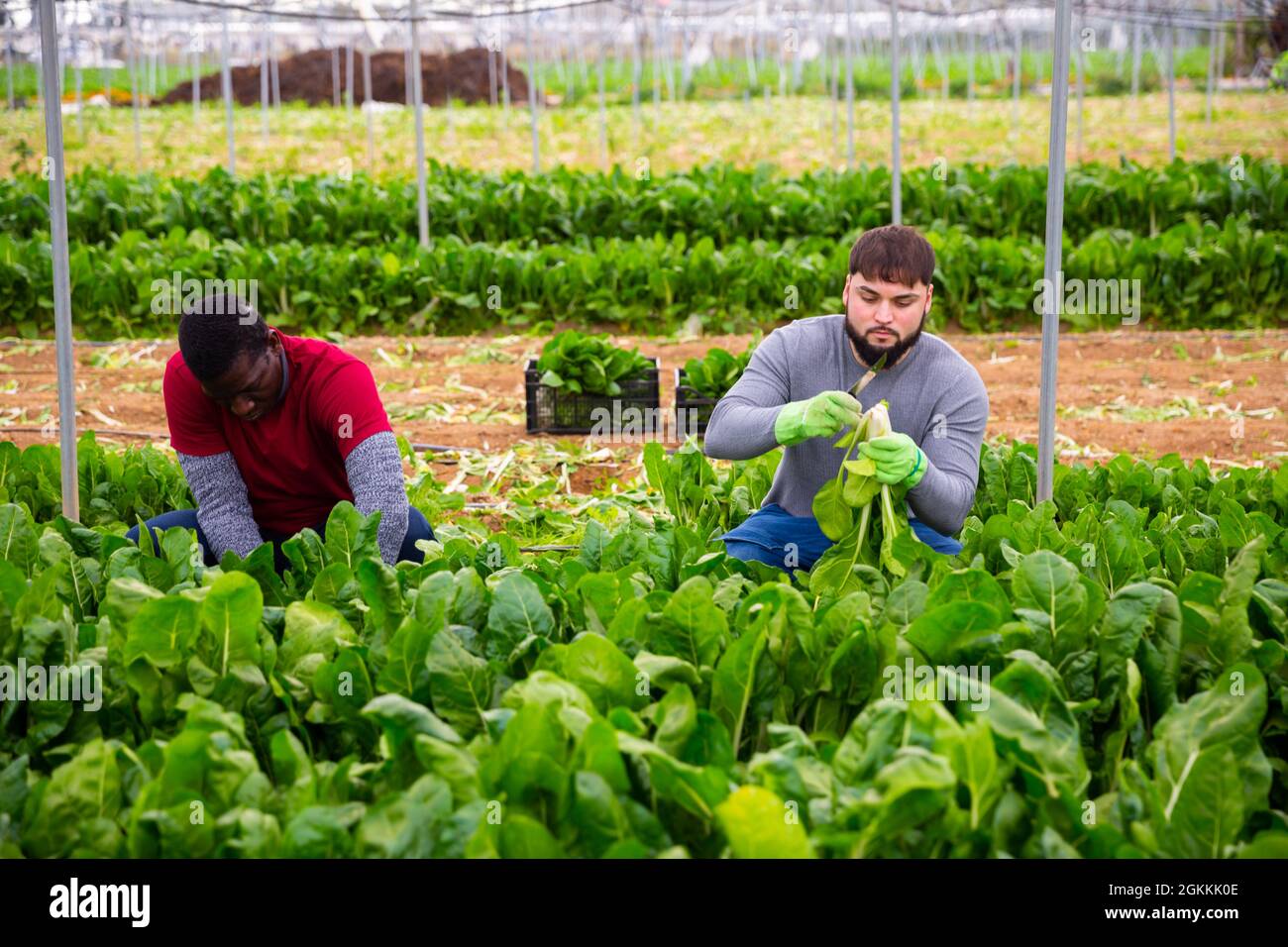 Ouvriers qui coupent des bettes vertes sur le terrain agricole Banque D'Images