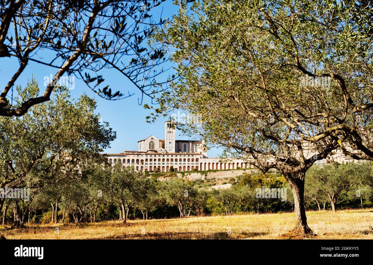 Vue sur la basilique de San Francesco depuis le champ d'oliviers, le côté supérieur du basilca et le frère Sacro Convento Banque D'Images