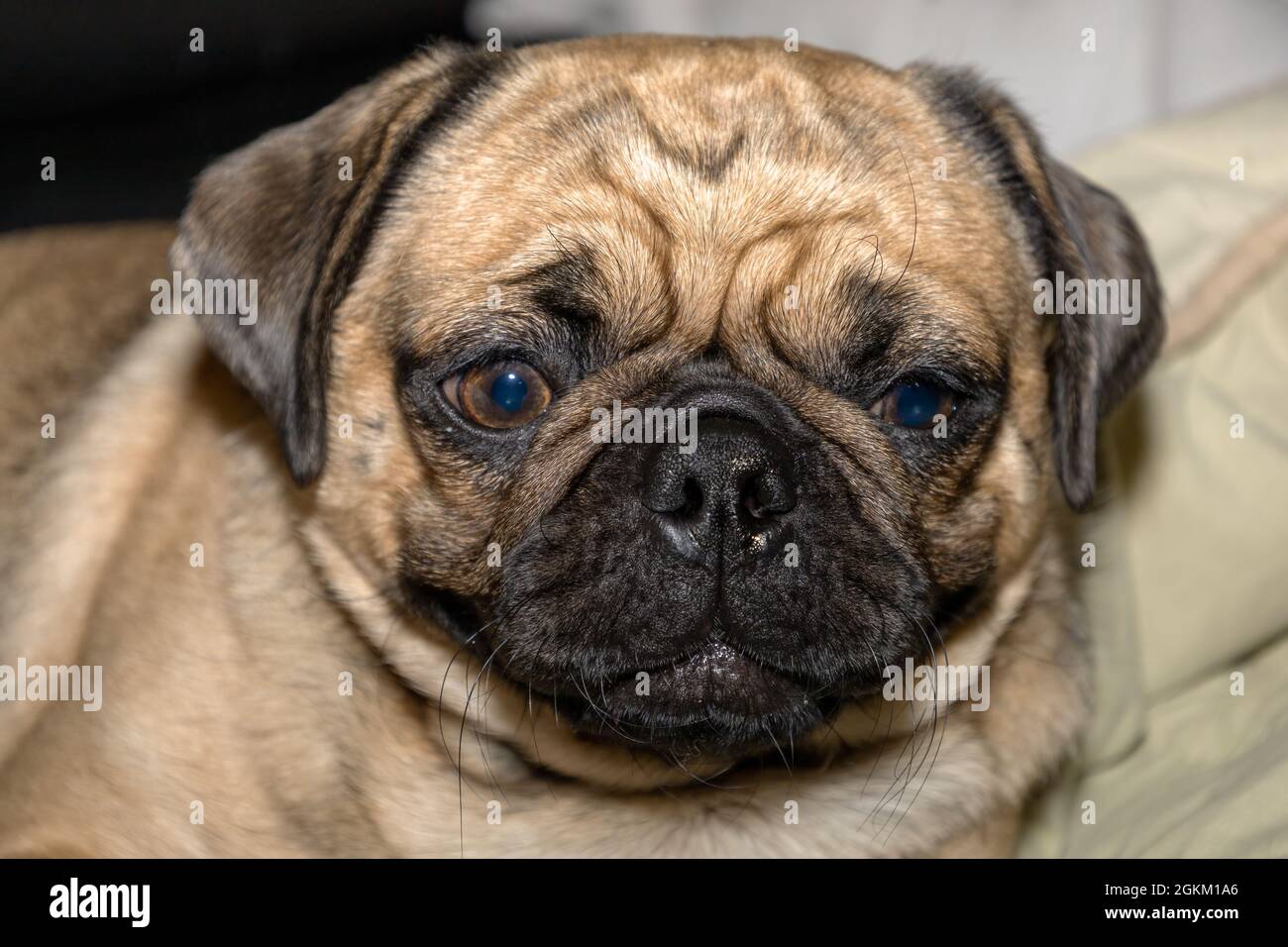 Un joli visage d'un pug en étant allongé sur un lit Banque D'Images