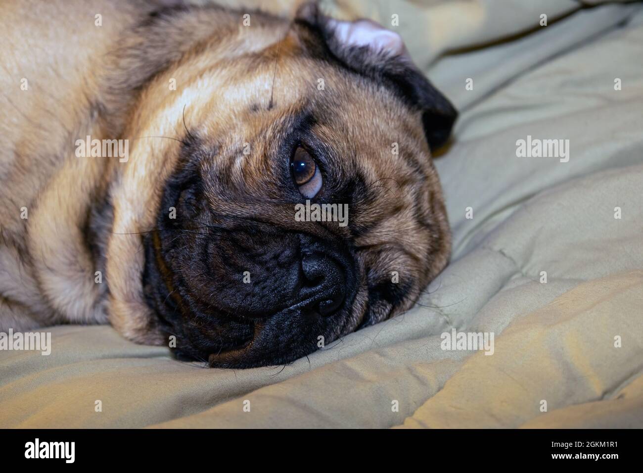 Un joli visage d'un pug en étant allongé sur un lit Banque D'Images