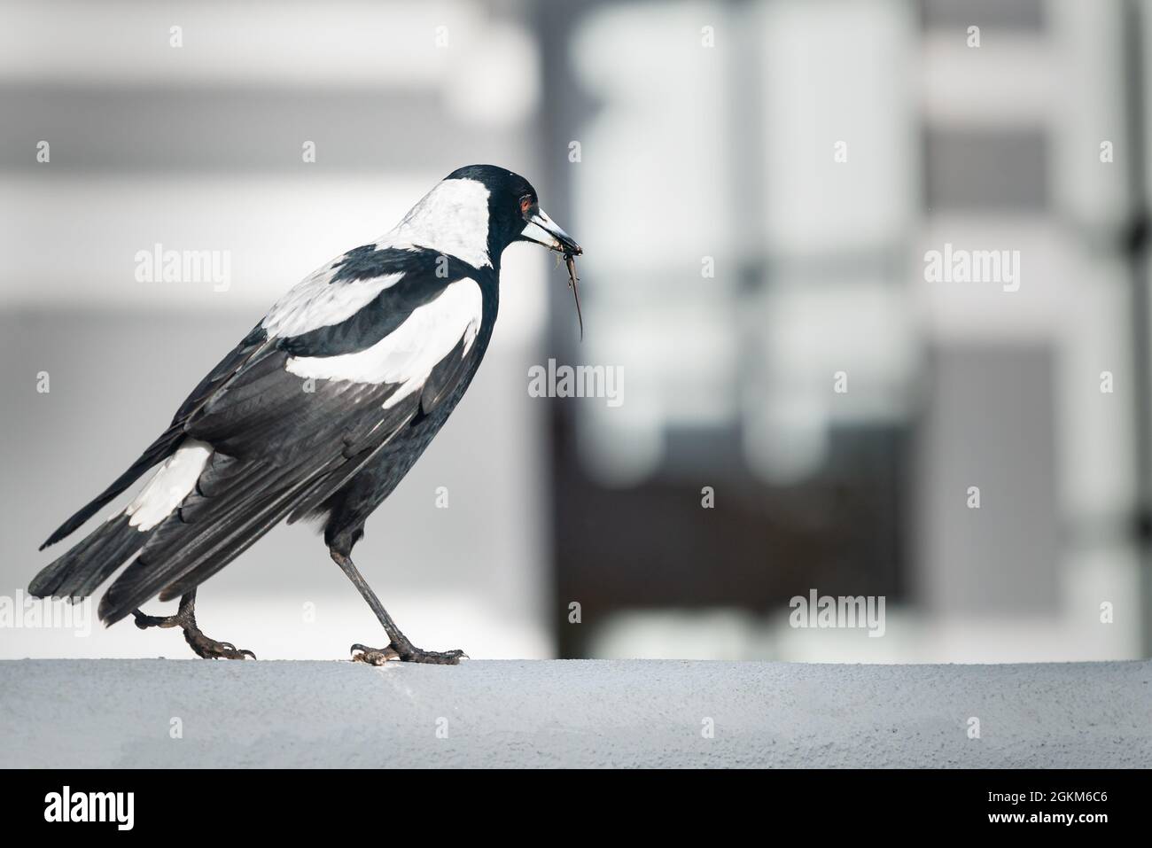 Un magpie australien mâle a attrapé un ver dans son bec dans l'arrière-cour Banque D'Images