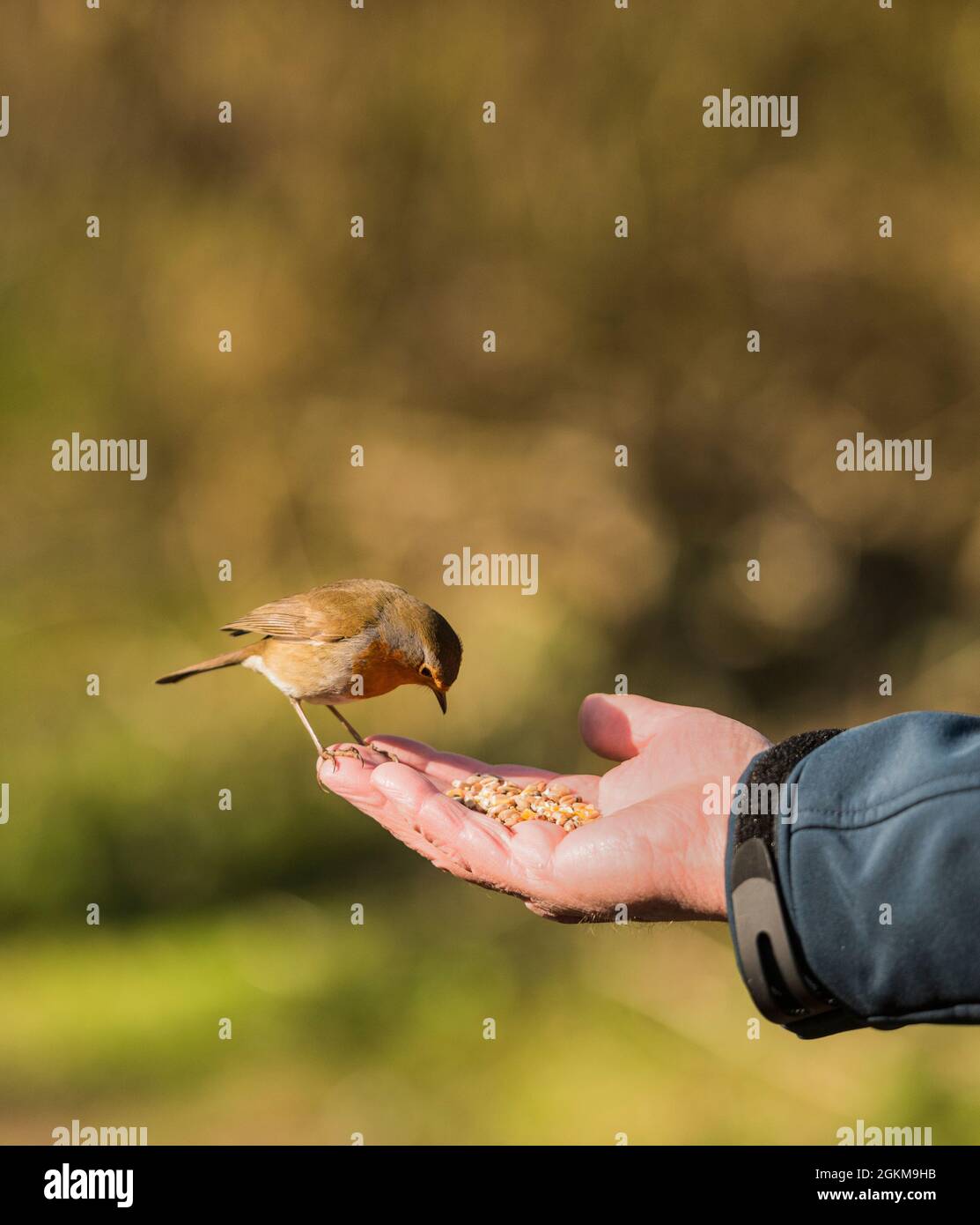 Gros plan sur le robin rouge erithacus rubecula nourrissant de personnes main dans un parc local Stoke sur Trent Angleterre Royaume-Uni Banque D'Images