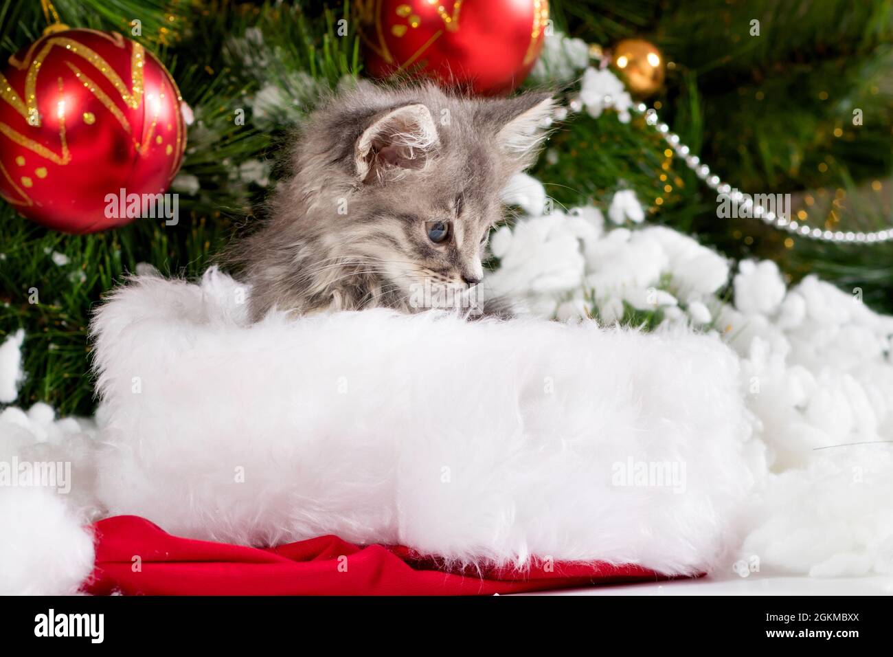 Pour le chat de Noël Carte de vœux