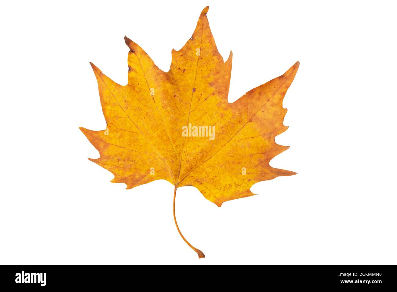 feuille d'érable jaune sec isolée sur fond blanc Banque D'Images