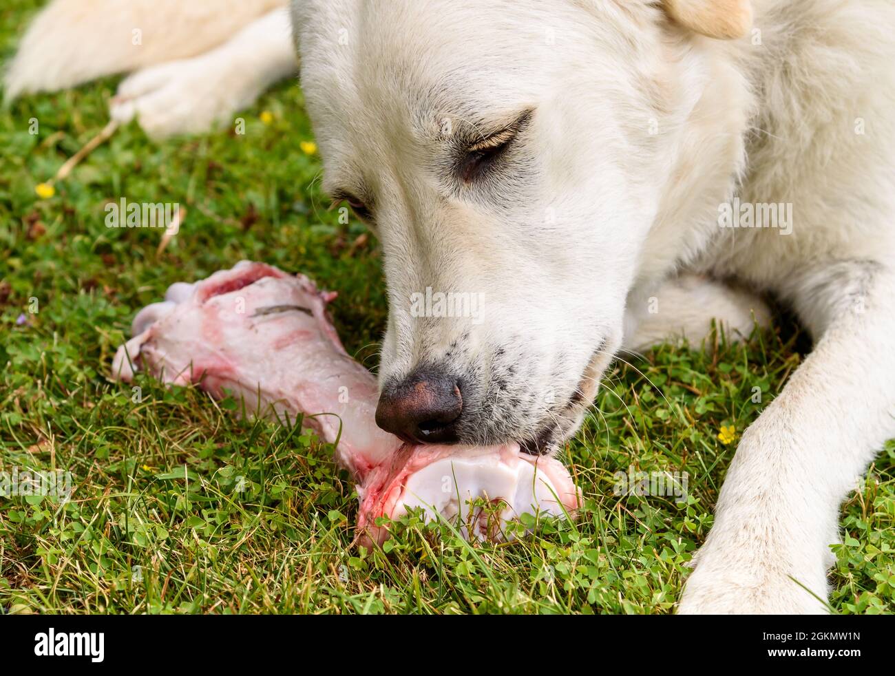 Chien blanc mangeant un gros os brut sur le champ d'herbe. Banque D'Images