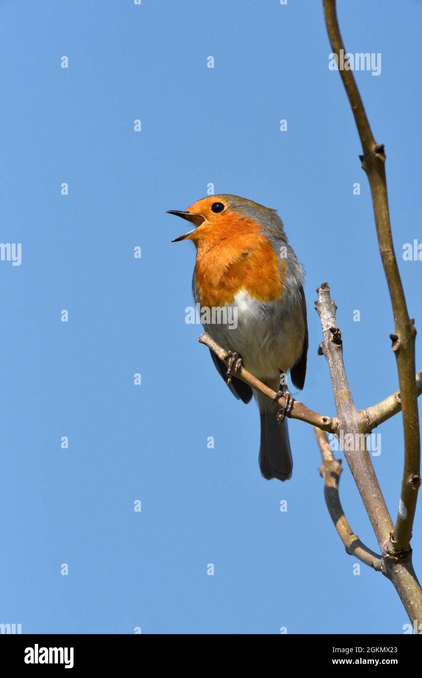 Robin - Erithacus rubecula aux abords Banque D'Images