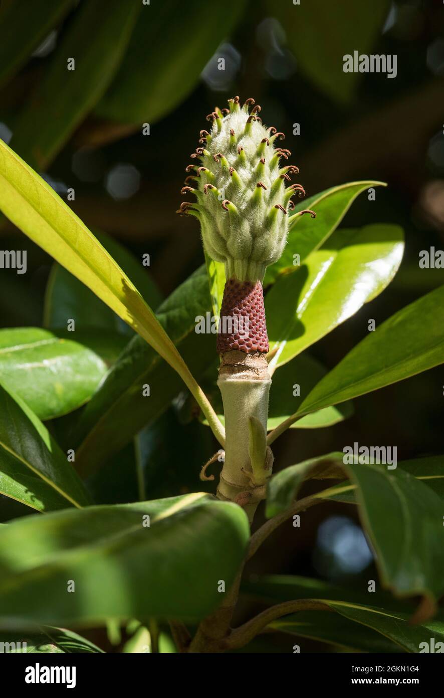 Les restes de la fleur de Magnolia (Magnolia grandiflora) - une variété à feuilles persistantes avec le parfum / parfum d'orange. Banque D'Images