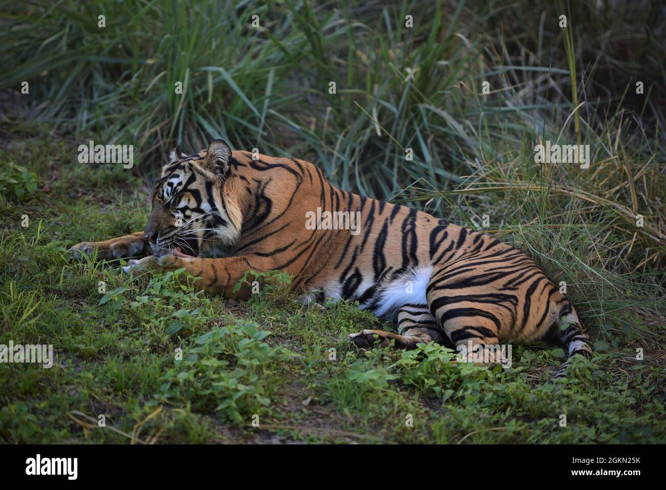 tigre relaxant dans l'herbe Banque D'Images
