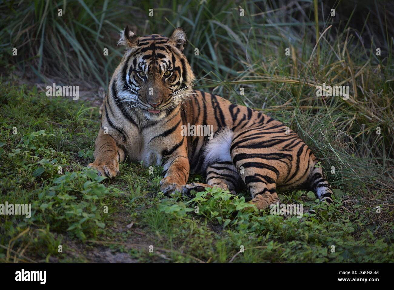 Tigre relaxant dans l'herbe Banque D'Images