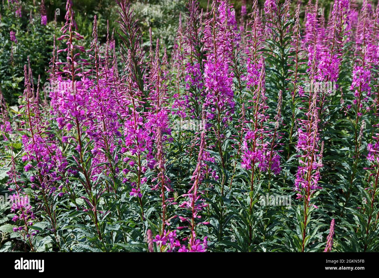 Rosebay Willowherb (Chamerion angustifolium) Banque D'Images