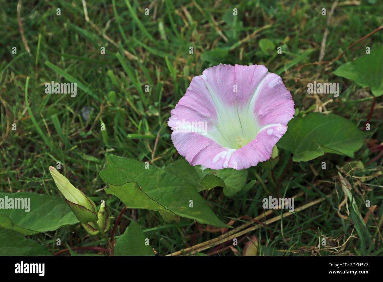 Bindweed (Convolvulus arvensis) Banque D'Images