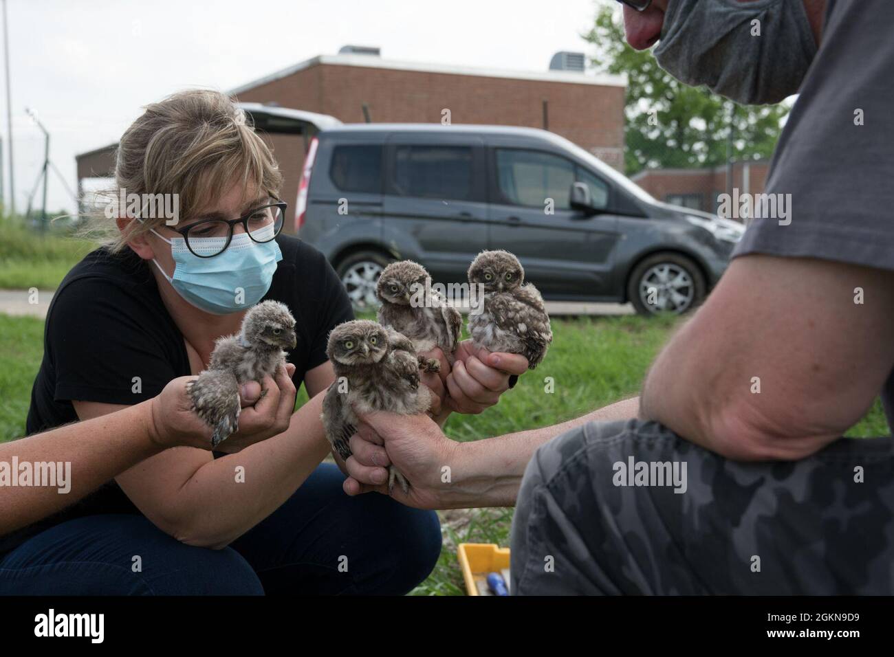 Les volontaires pour le belge sans but lucratif Noctua.org, détiennent quatre petits hibou (Athene noctua), trouvé dans un des nids placés sur la base aérienne de Chièvres, Belgique, 03 juin 2021. Le baguage est une technique universelle et indispensable pour étudier le mouvement, la survie et le comportement des oiseaux. Banque D'Images