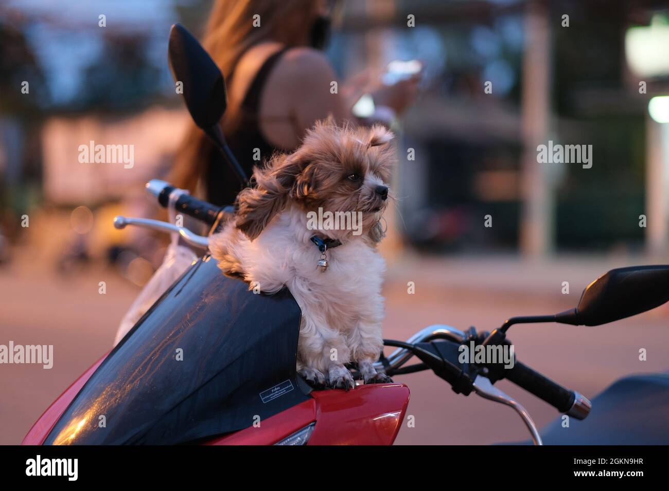 Un petit chien avec une coupe de cheveux mignonne attend patiemment le propriétaire, assis sur le guidon de la moto Banque D'Images