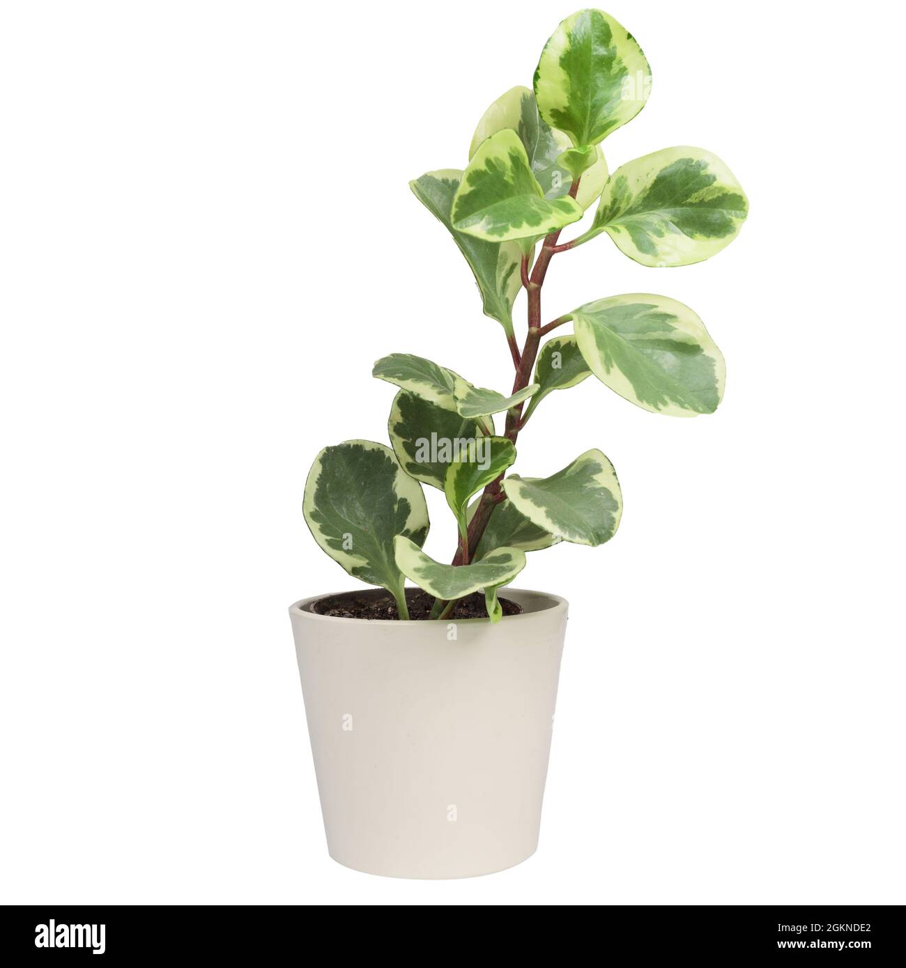 Peperomia obtusifolia en pot Variegata, plante en caoutchouc pour bébés Variegated ou plante de radiateur. Isolé Banque D'Images